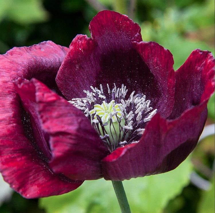Papaver somniferum Cherry Glow Unimagun, Мак снотворный